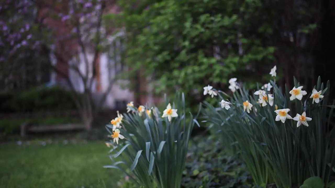 4K Pull focus through white flowers