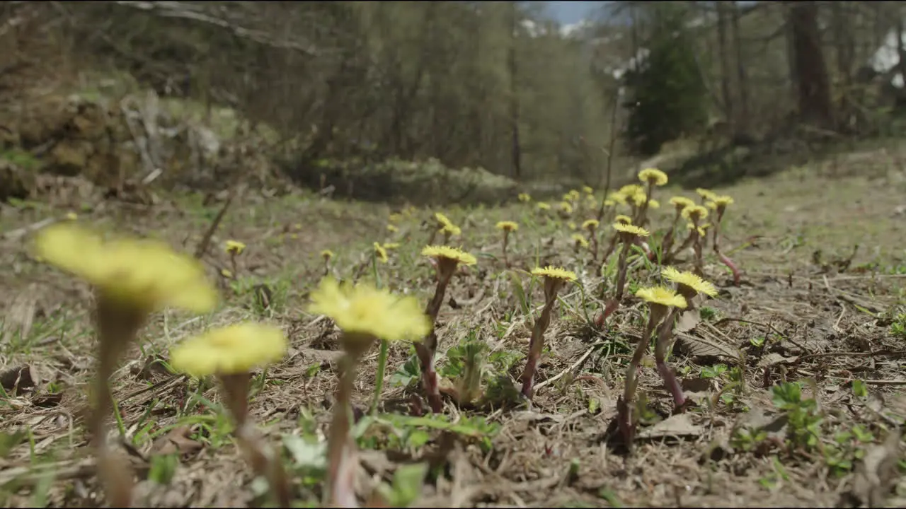 Spring flowers bloom on the side of a mountain