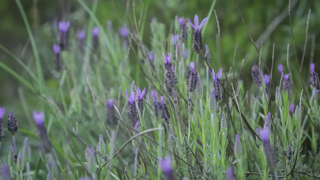 Rosemary flower in Spring Timelapse