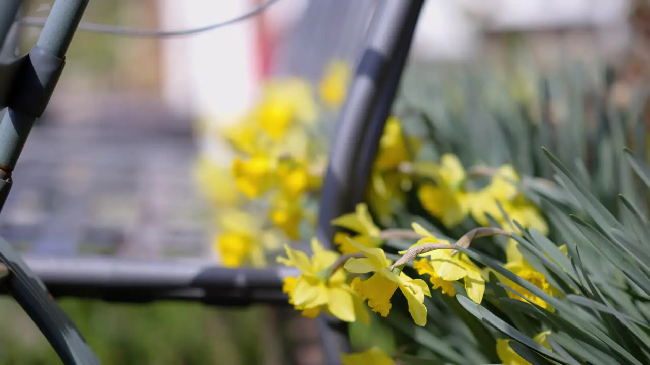 Yellow Flowers Blowing In The Wind On Spring Day