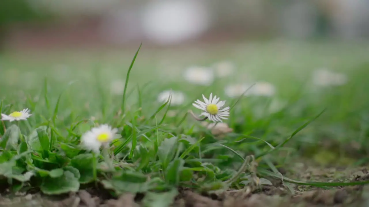 chrysanthemum white small yellow on the ground