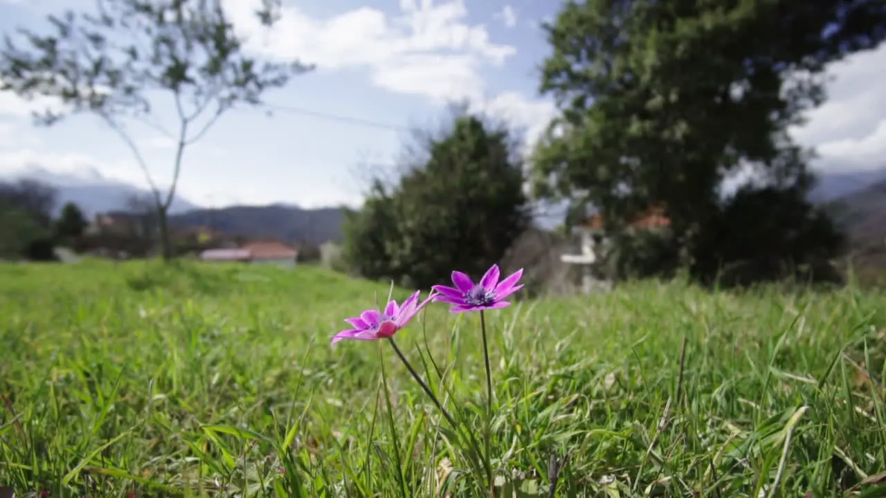 Beautiful Broad-Leaved Anemone Flowers Blooming On The Lush Meadow In Greece medium shot