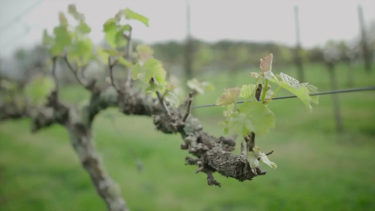 closeup shot of a branch of grapery