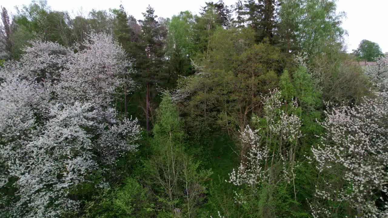 White Cherry blossom trees in the evening