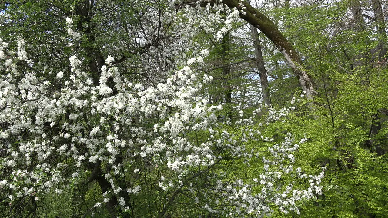 France Tree In Bloom And Young Leaves In Woods