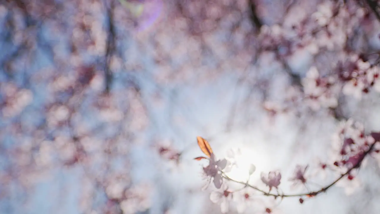 Close Up of cherry blossoms blowing in the breeze with lens flare