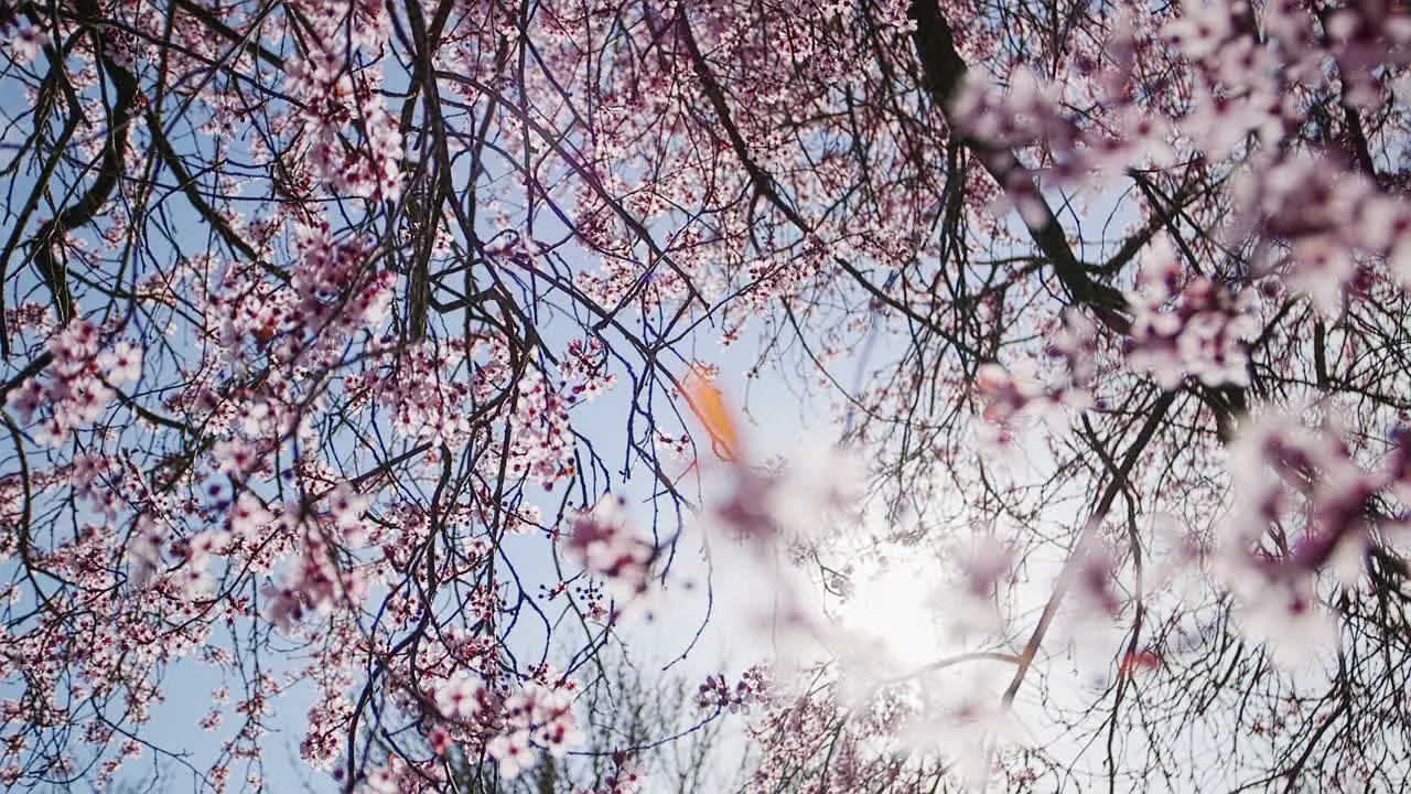 Rack Focus Close Up of cherry blossoms blowing in the breeze with lens flare