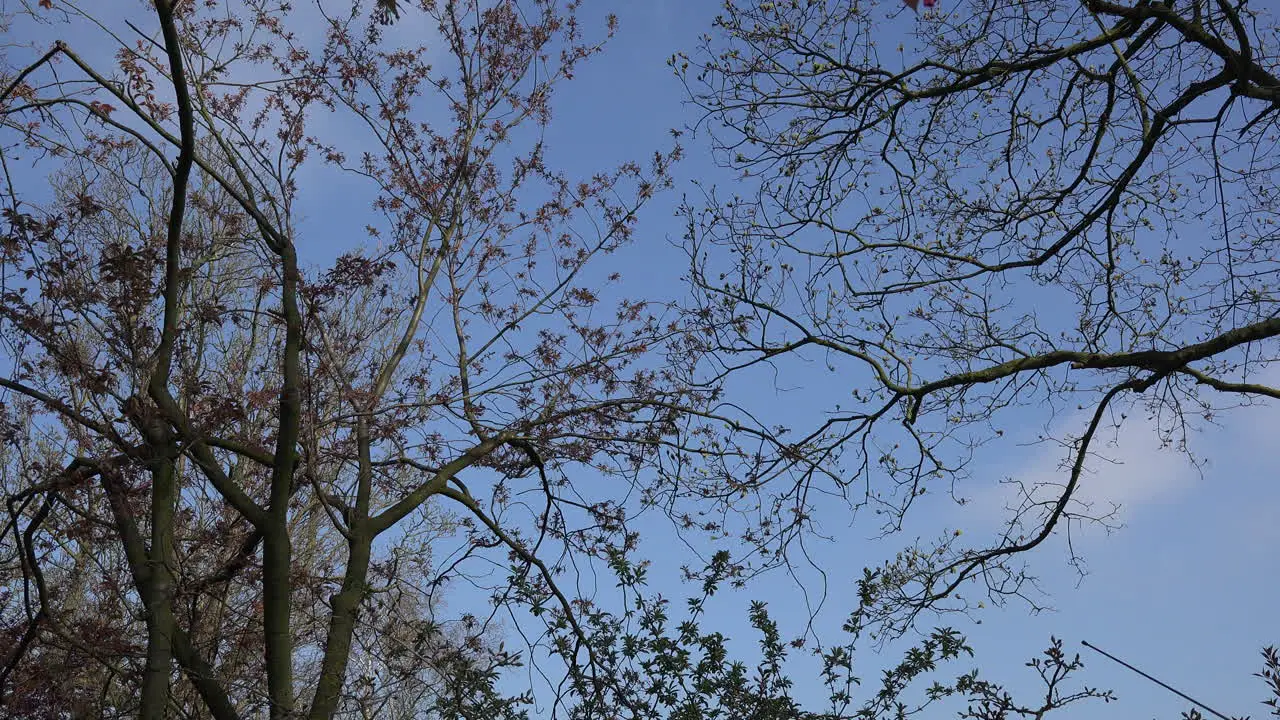 Netherlands Spring Branches With Flower Buds Zoom In