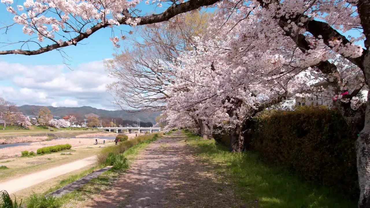 Cherry blossoms along the Kamo River