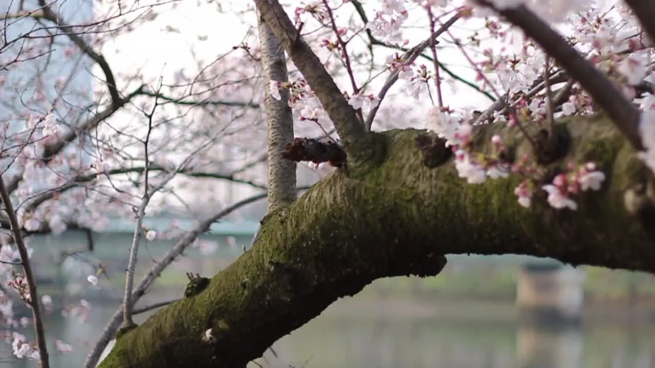 Panning video of somei yoshino cherry blossom tree onto a river