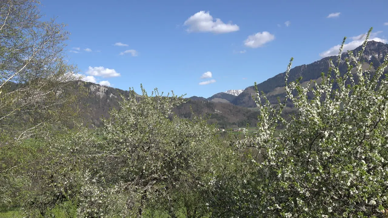 Switzerland Top Of A Mountain Above Fruit Trees Zoom In