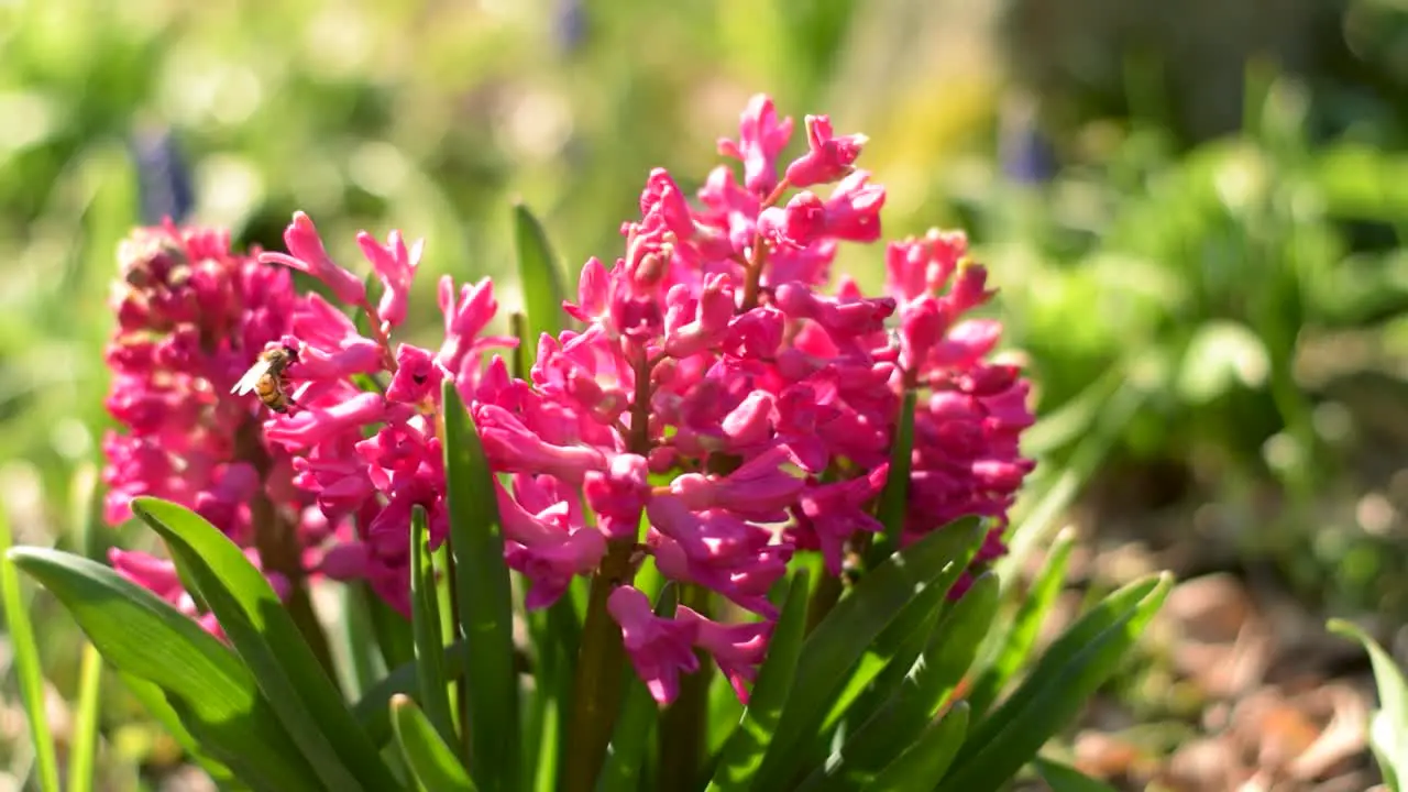 Close up of bees collecting pollen from soft red coloured flower