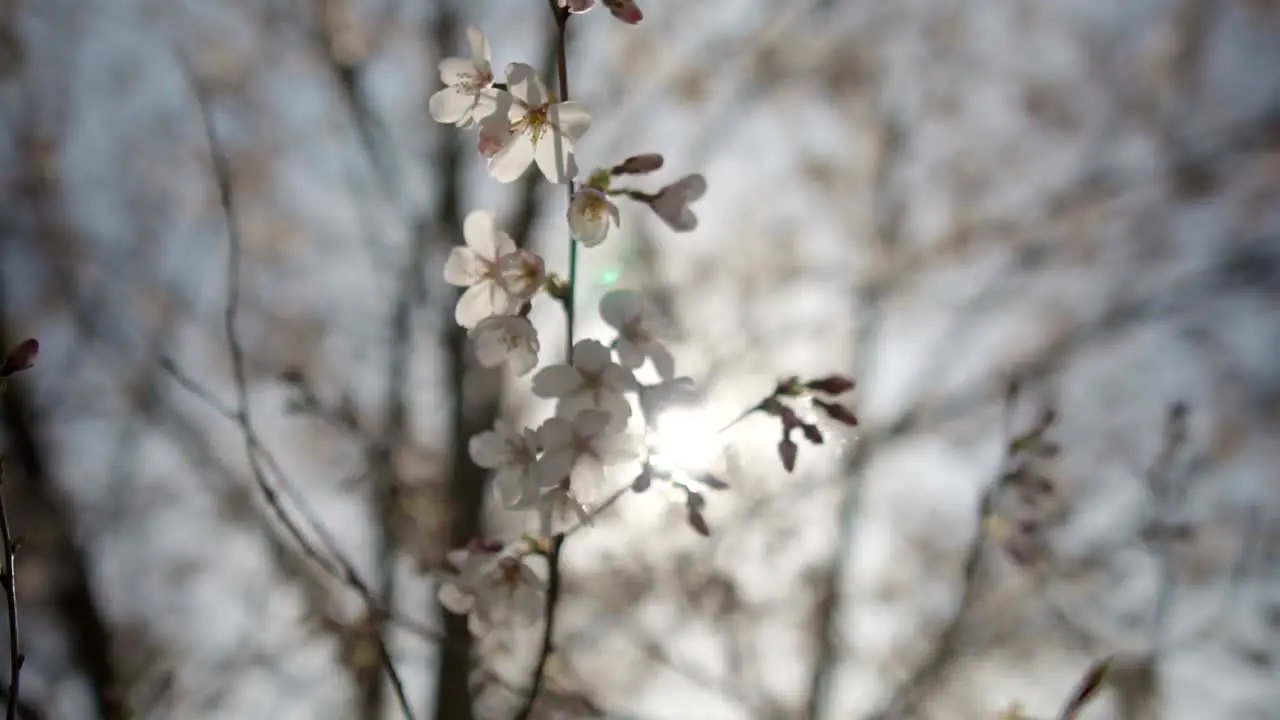 Push In Slow Motion Shot of Cherry Tree Blossoms