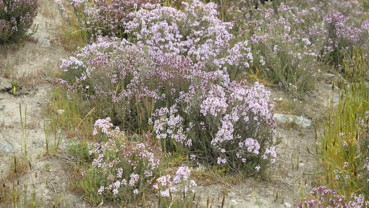 New Zealand Purple Flower And Stone