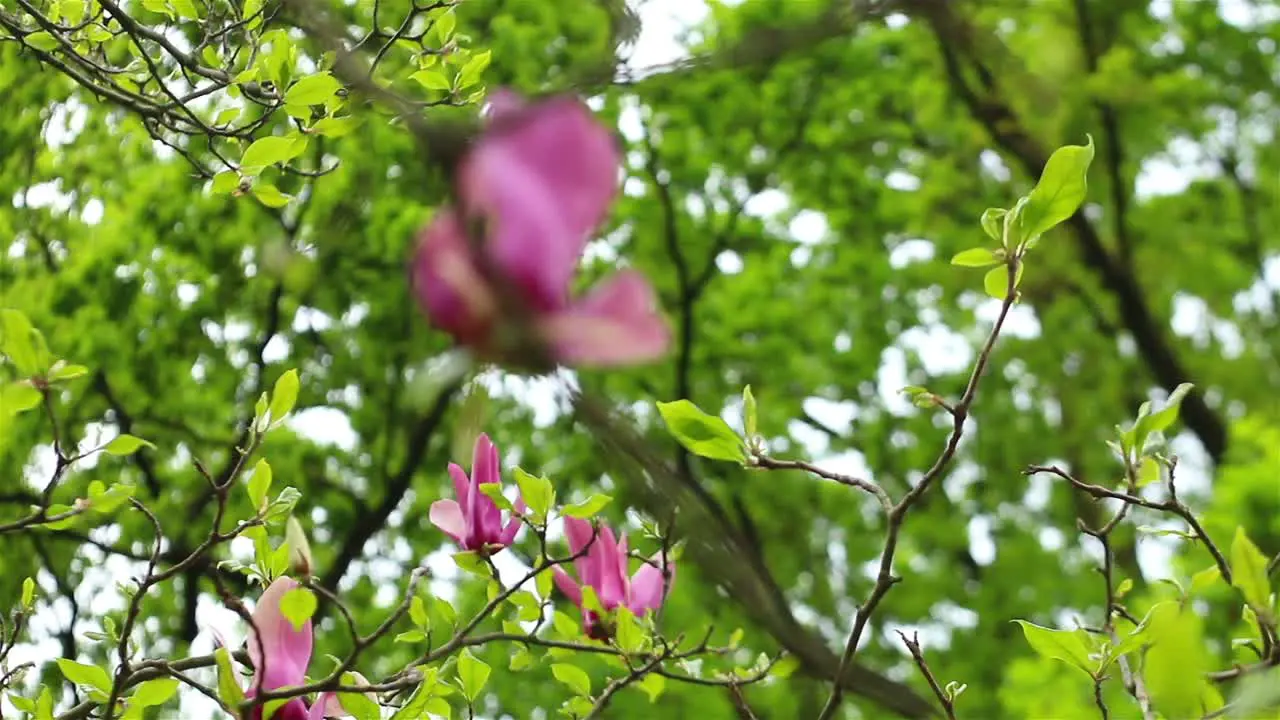 Pink Flower on Tree