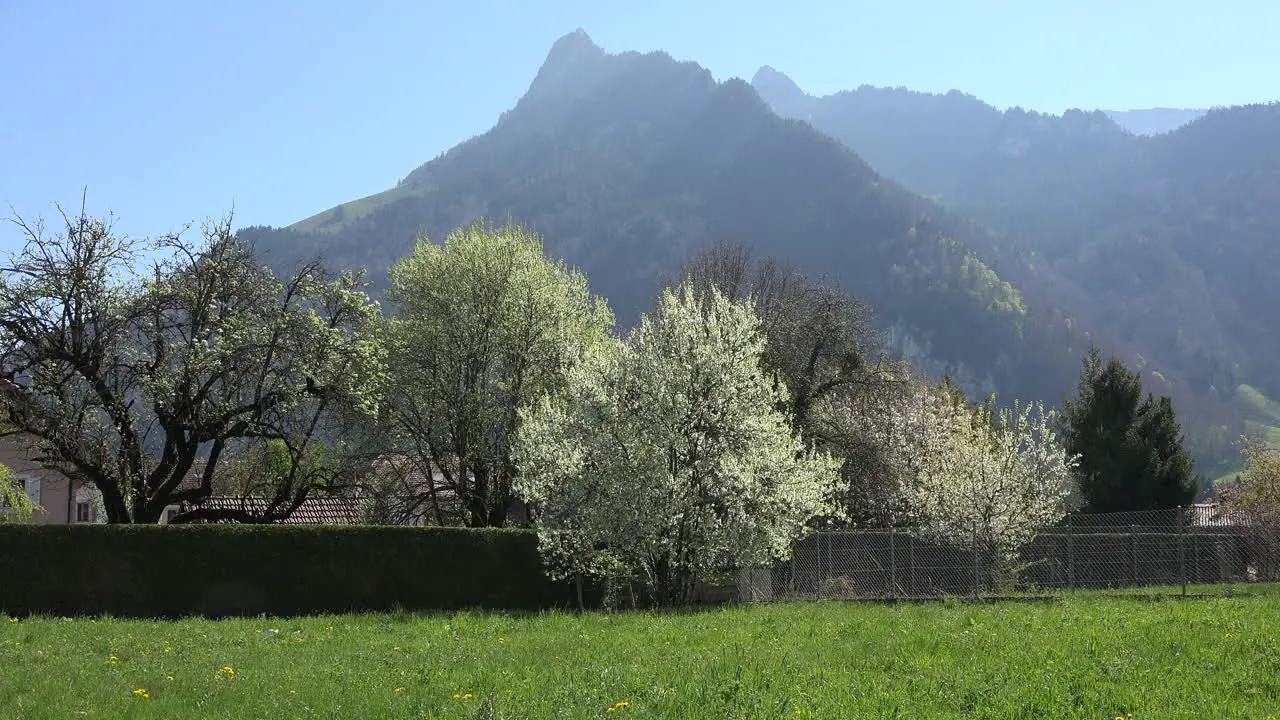 Switzerland Mountains And Blooming Fruit Trees