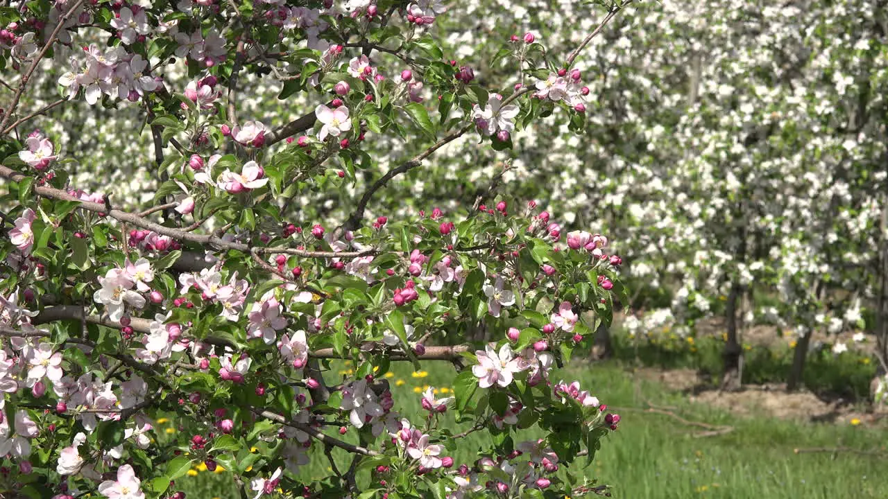 Germany Fruit Blossom With Insect