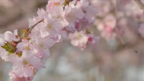 Extreme Close Up Shot of Blossom Tree Branch