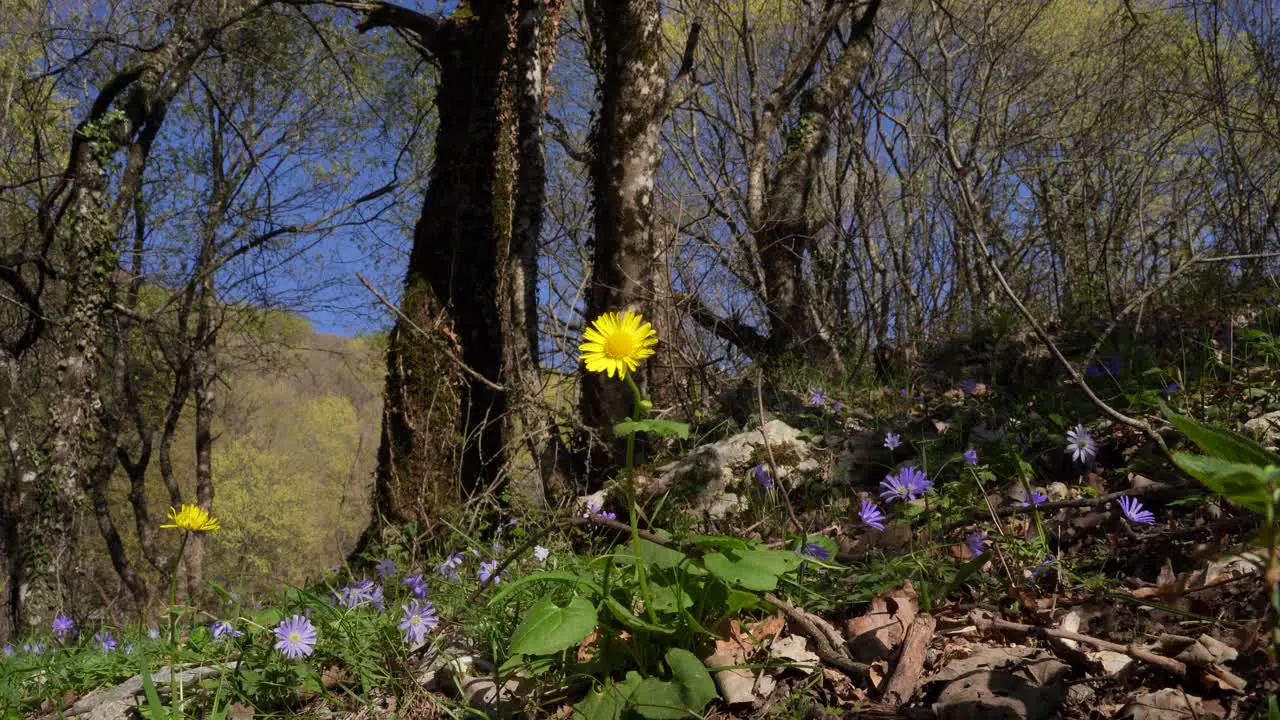 Yellow and violet flowers in the reborn forest bed in spring under the tall trees on a sunny day