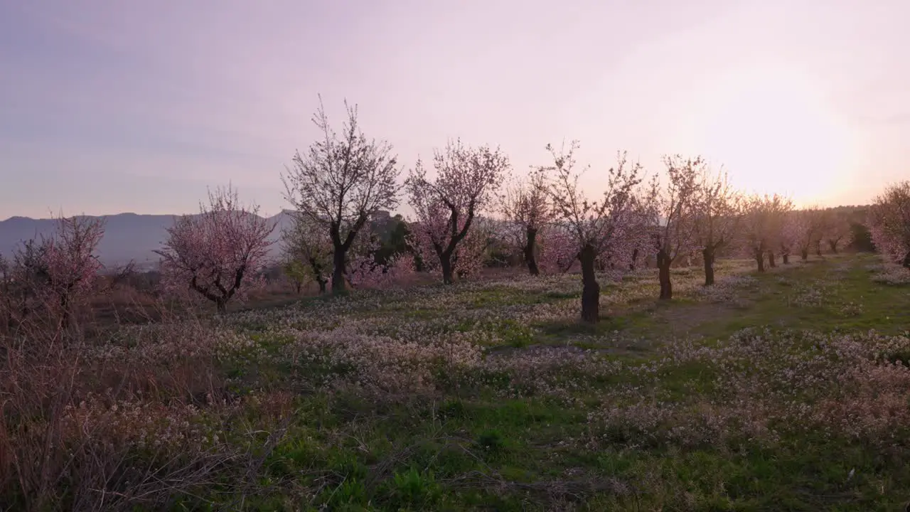 Man walks in a field of almond blossoms at sunset with pink sky in early spring