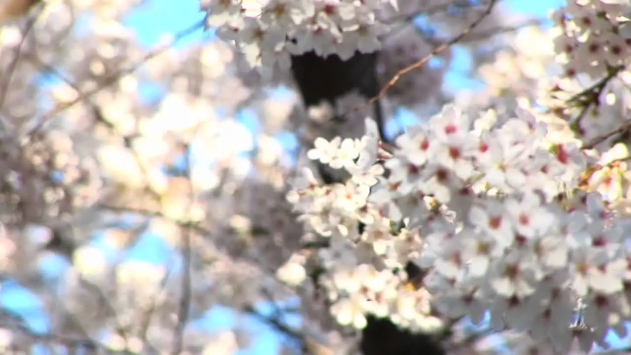 The Camera Pans Up A Dogwood Tree For A Close Look At Its Blossoms Dancing In The Wind