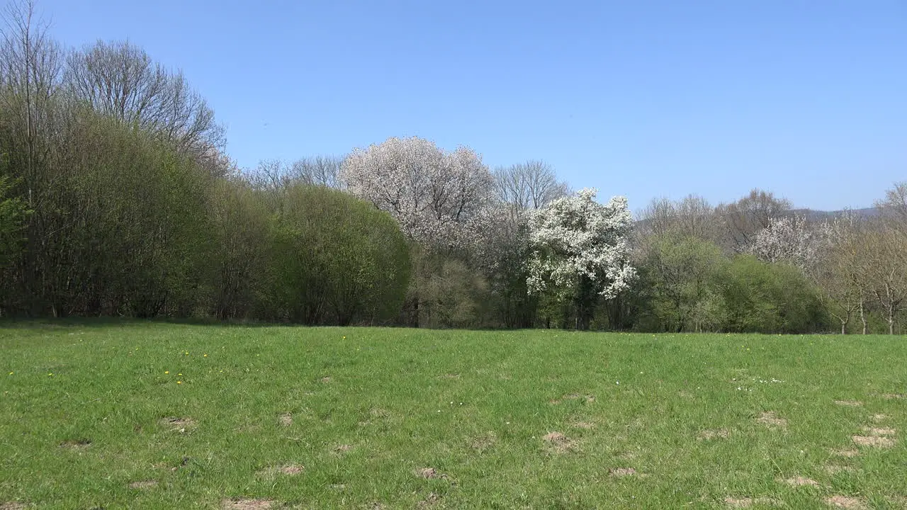 France Blooming Trees In Woods Zoom In