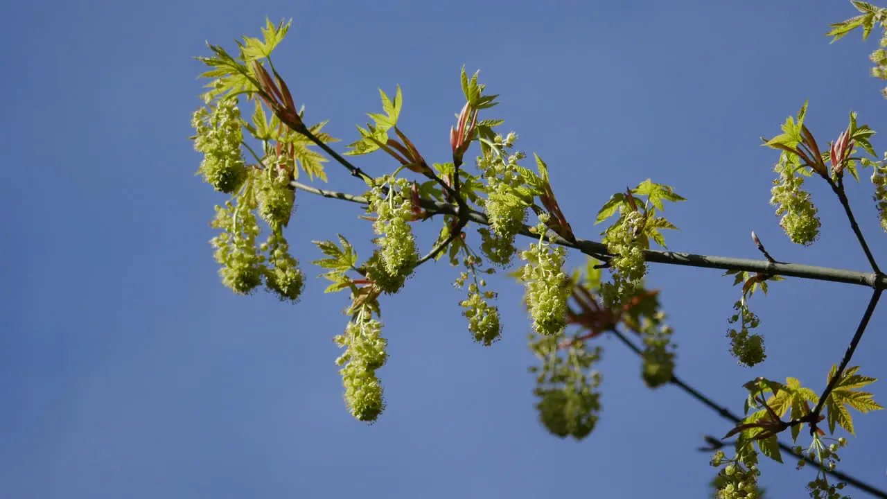 Oregon Blooming Big Leaf Maple Tree