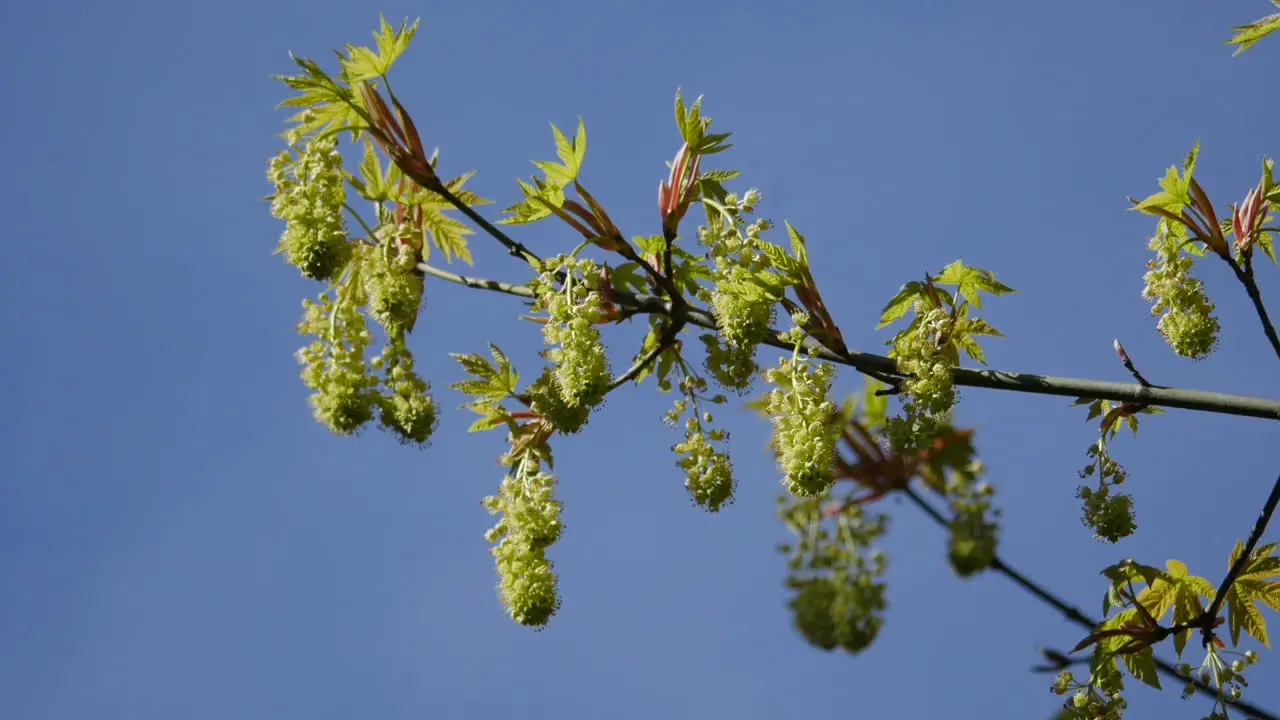 Big Leaf Maple Flowers And Blue Sky Zoom In