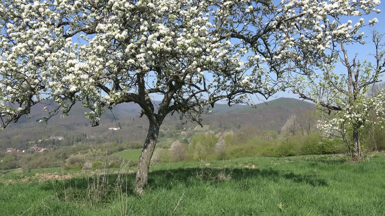 France Alsace Blooming Trees And Hills