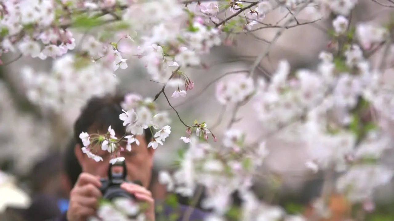 Tourist Taking Photos of White Cherry Blossom