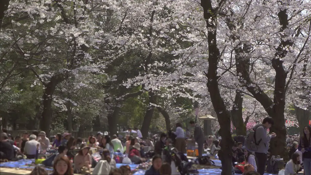 Tourists Sat Beneath Sakura Trees