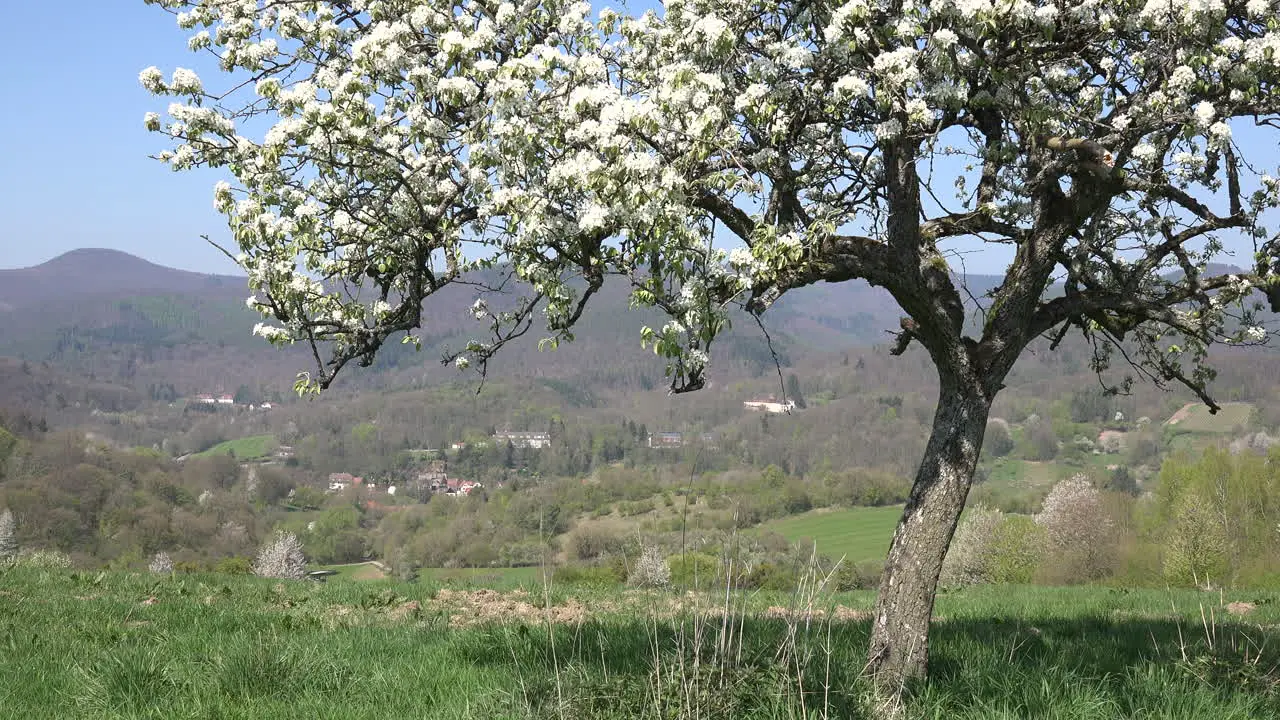 France Alsace Fruit Tree And View