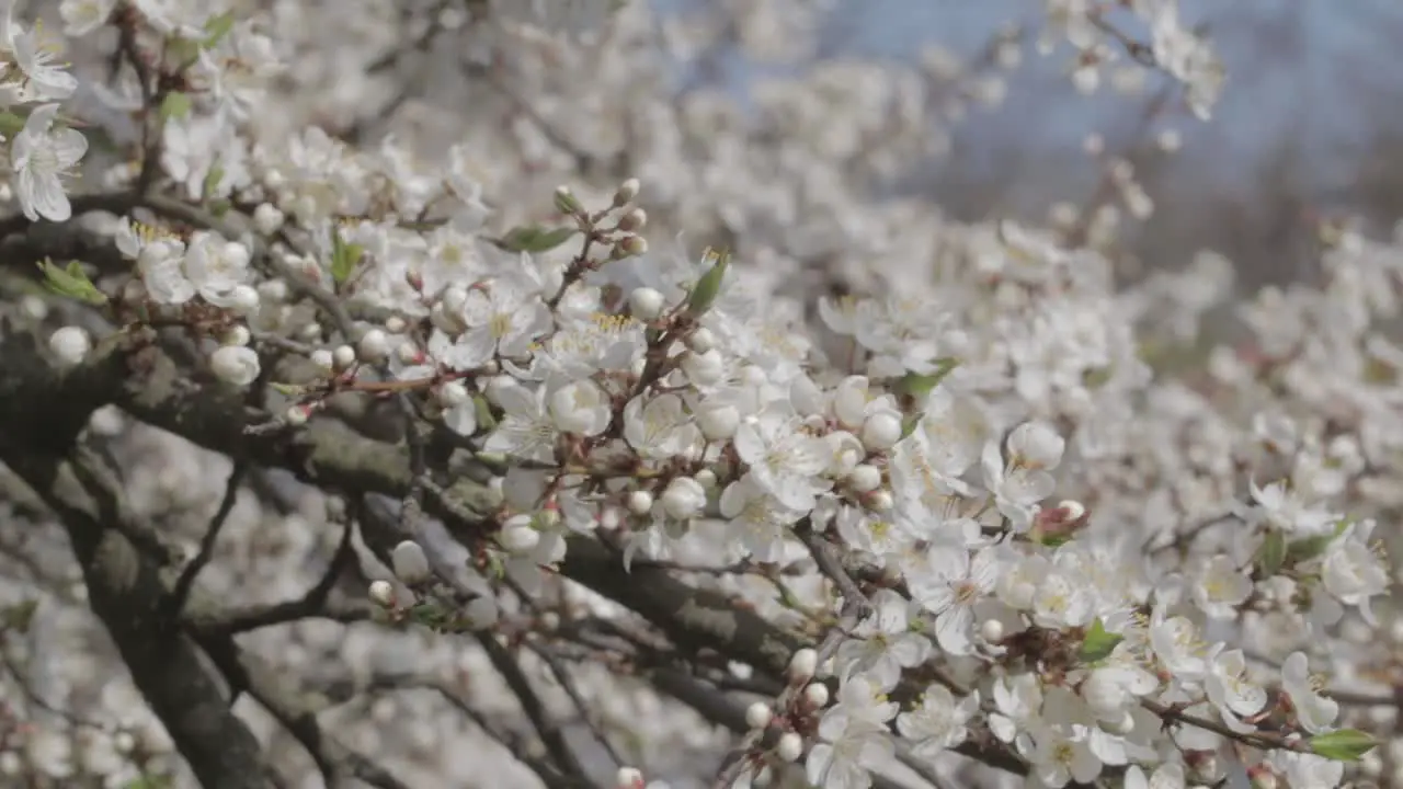 White flowers of Mirabelle plum blooming on a windy weather in may in spring