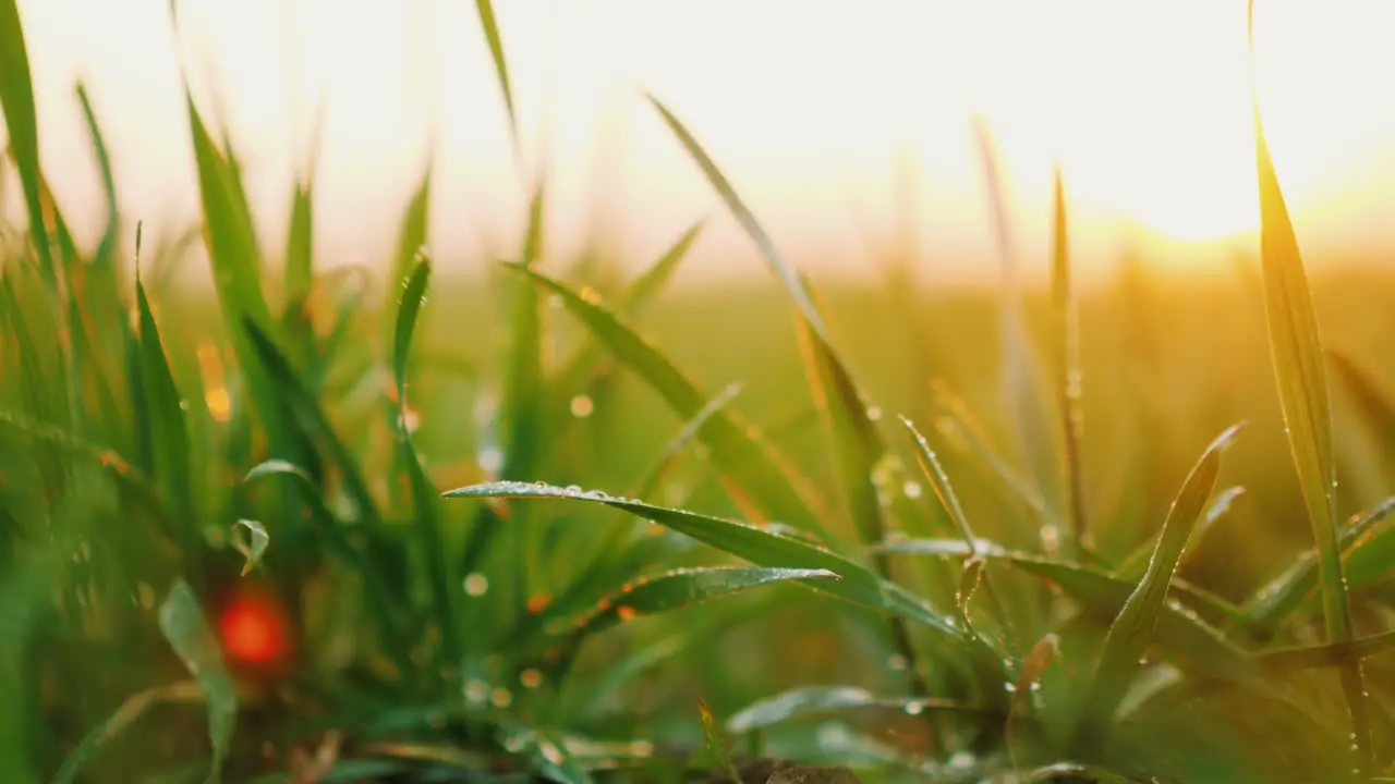 Young Wheat Sprouts With Dew On Them Sway In The Wind