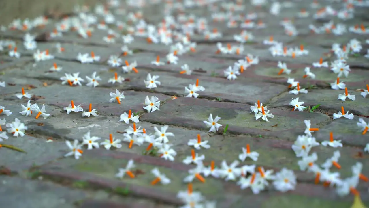 Night jasmine Seuli or Shefali flower is symbol flower of saradiya or Durga Puja festival in autumn season