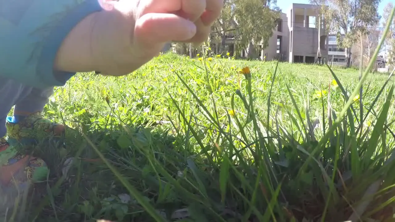 Little boy shows daisy flower in a field CLOSE UP