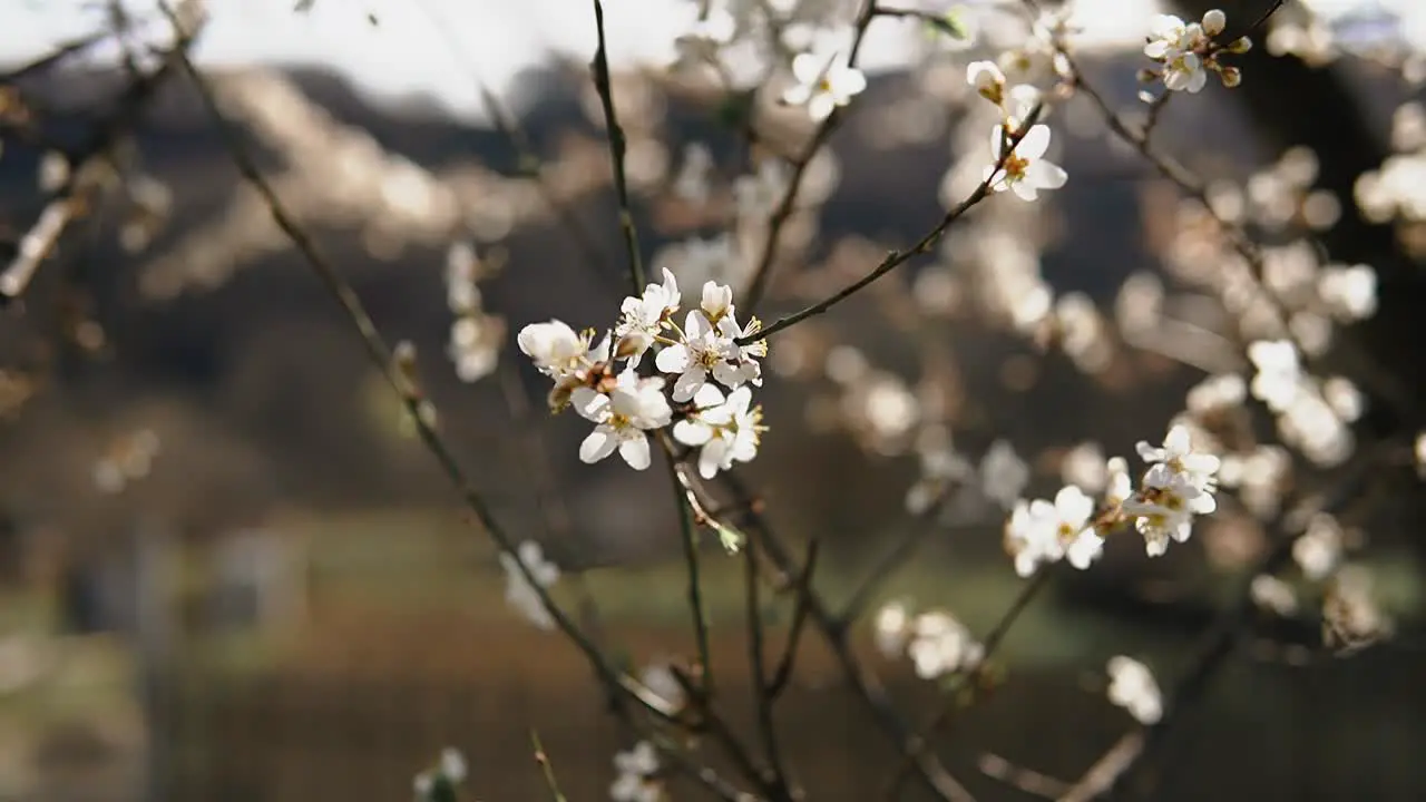 Buds Flowers Bloom In Spring On Apricot Branches