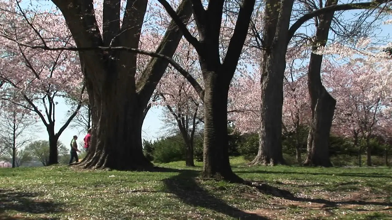 A Couple Walks Through A Beautiful Park Full Of Cherry Blossoms