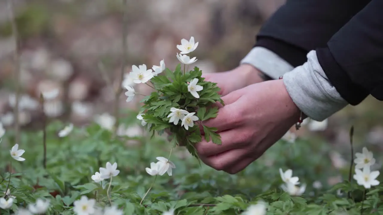 Close up of hands of women picking flowers in a danish Forrest