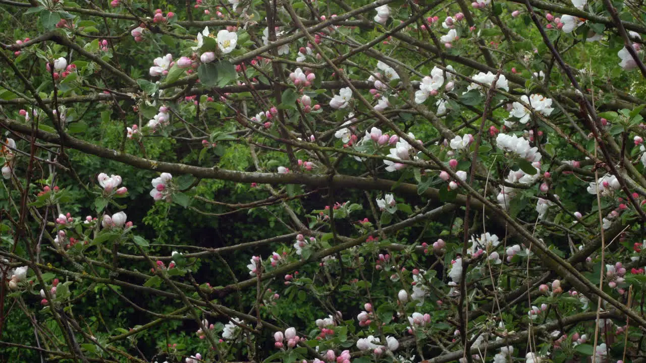 Apple blossom on a tree in spring