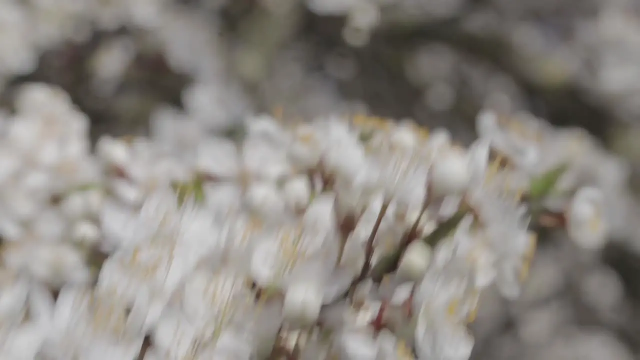 White flowers with golden yellow nectar of Mirabelle plum tree blooming on a windy weather in may