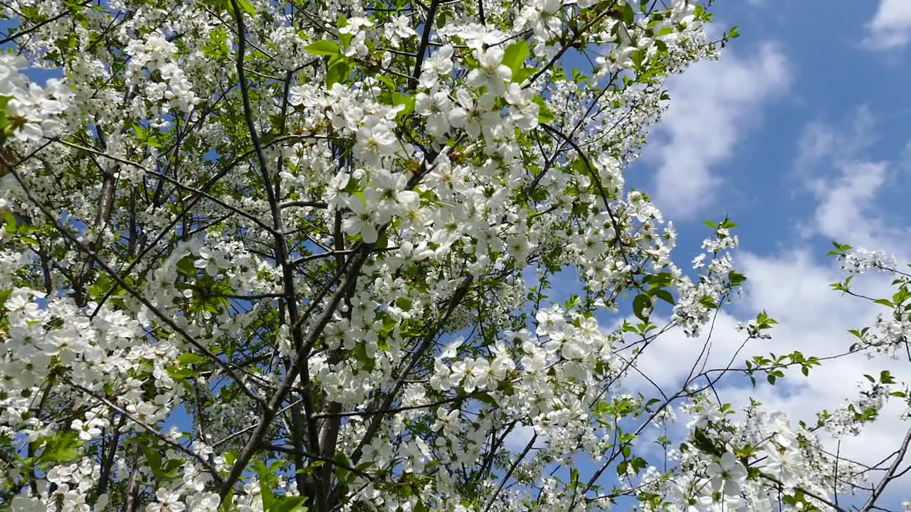 Blooming cherry trees