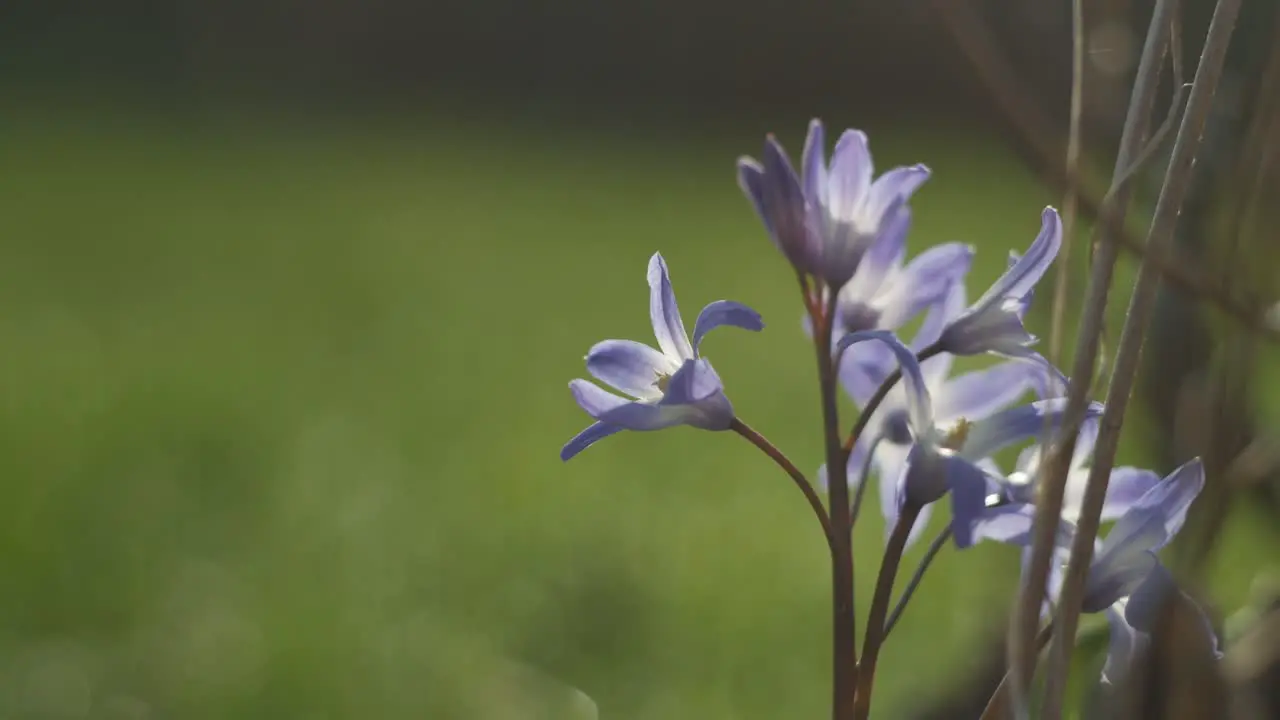 Purple small flower on blurry green background