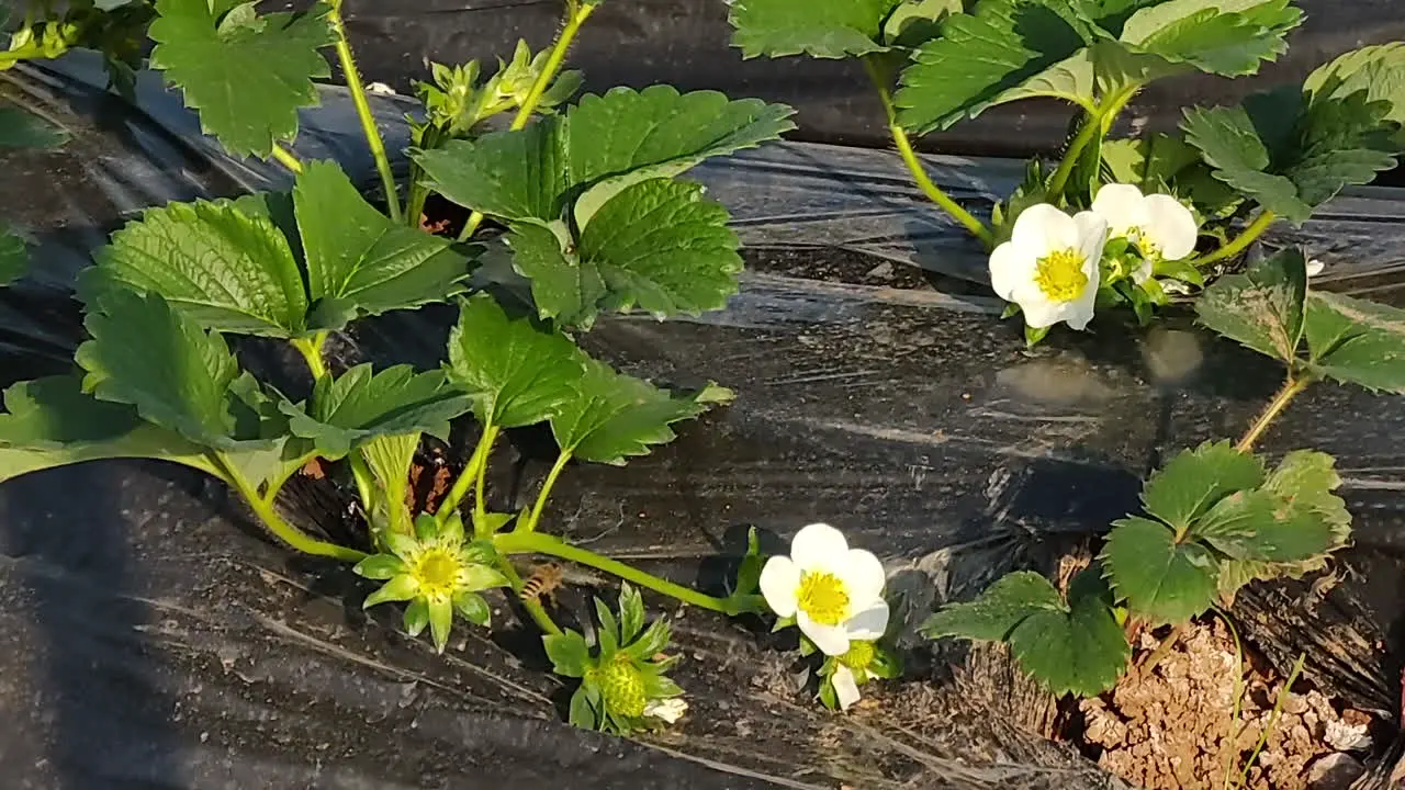 Bees gathering honey in the strawberry shed