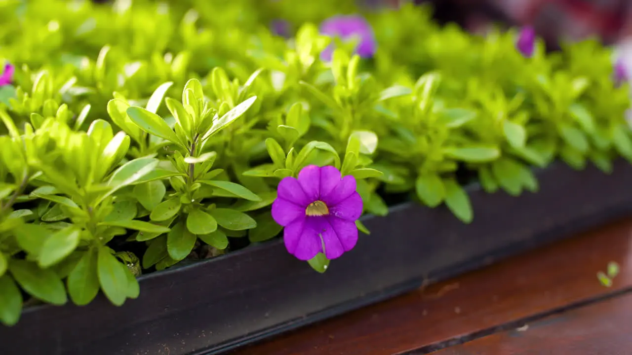 Agriculture Plant Seedlings In Greenhouse 1