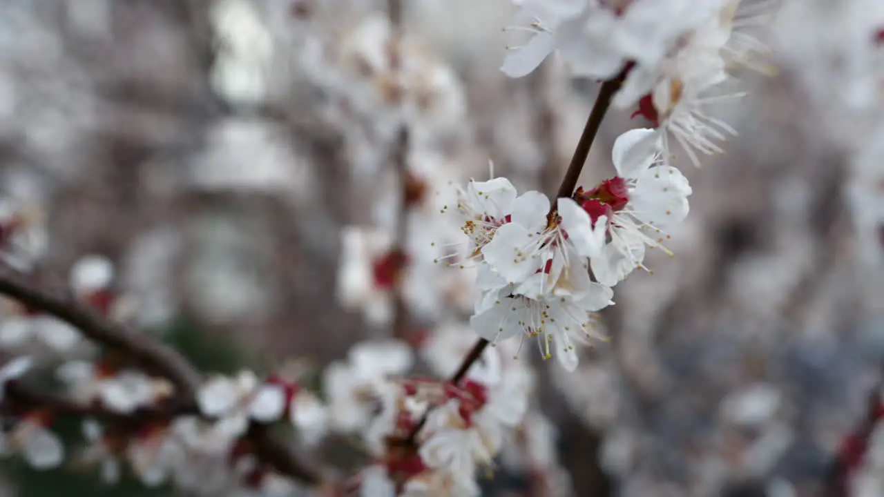 Spring cherry branch growing at springtime White flowers on cherry tree