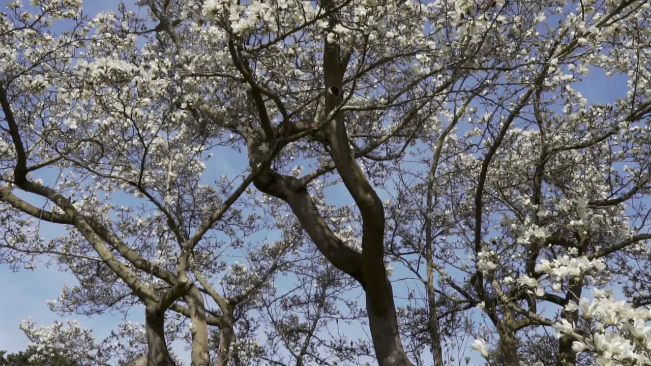 Tilt dolly backwards slow motion shot from blooming tree revealing tree and the girl throwing petals in the gardens in beautiful sunny day