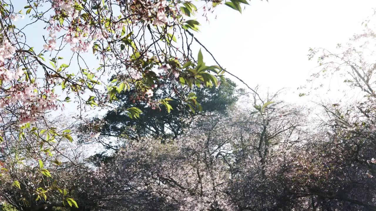 Spring Cherry blossoms in New Zealand