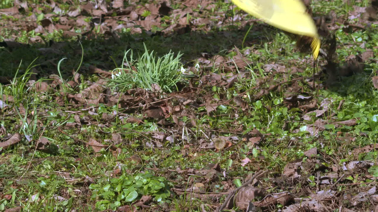 Plastic yellow rake gathers dead leaves and twigs from garden slow motion