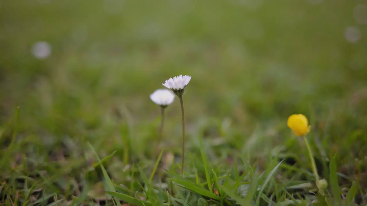 small flowers on the grass closeup